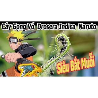 Hạt Giống Cây gọng vó Drosera Indica Naruto
