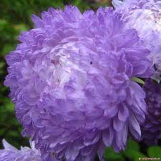 Hạt giống Hoa Cúc Thúy tím
