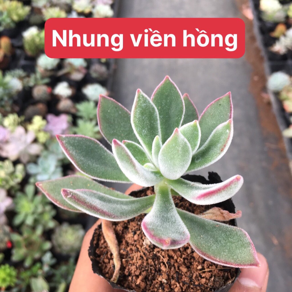 Sen đá NHUNG VIỀN HỒNG( Size bầu)