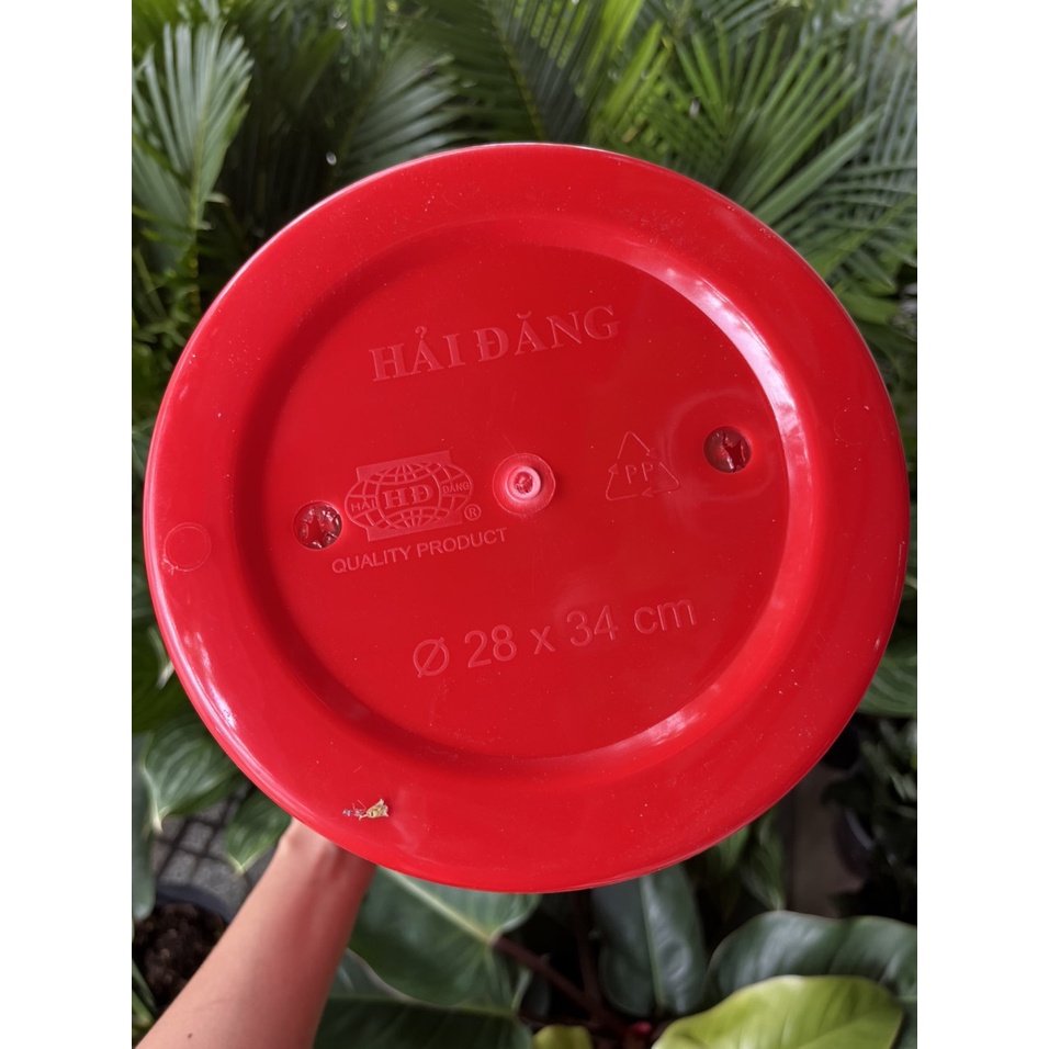 Chậu loa nhựa trơn tròn cao, nhiều kích cỡ,  thích hợp trồng cây tại nhà, văn phòng, nhiều màu sắc tươi
