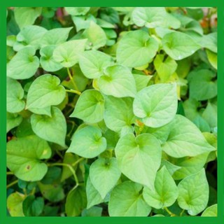 Hạt giống rau Diếp Cá