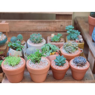 Chậu đất nung trồng sen đá 5cm x 5cm 🌱