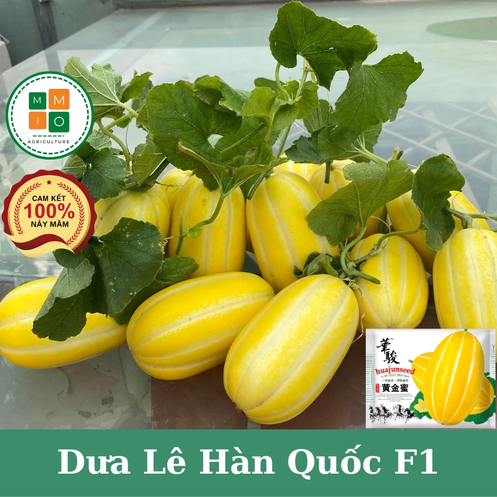 Hạt giống dưa lê Hàn Quốc siêu ngọt F1
