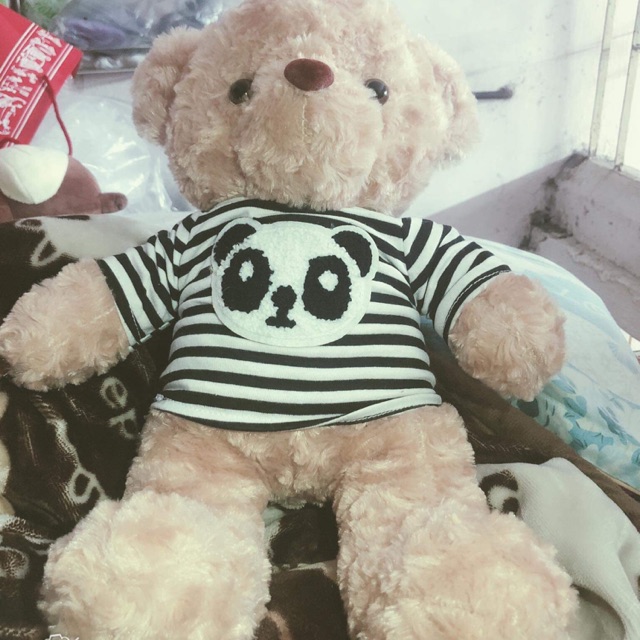 Gấu Teddy
