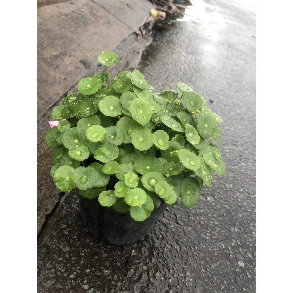 Cây cỏ đồng tiền - rau má kiểng