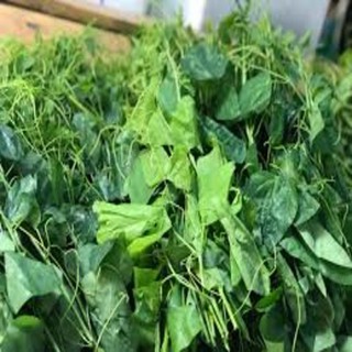 CÂY RAU BÒ KHAI GIỐNG