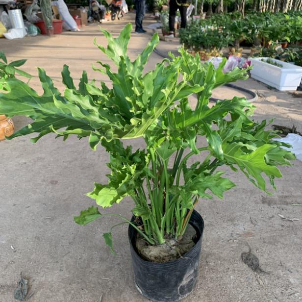 Cây trầu bà lá xẻ cao 40cm, cây xum xuê nhiều bản lá rộng xanh mướt quanh năm, trồng trang trí nội thất