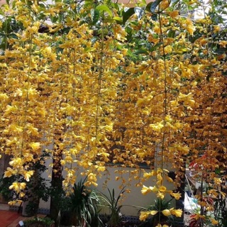 Cây leo lan hoàng dương