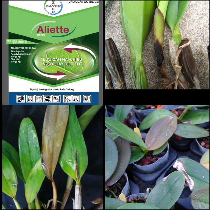 Thuốc trừ bệnh Aliette 800 WG