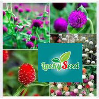 50 hạt giống cúc bách nhật luckyseed