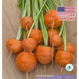 0.8Gr 500.HẠT Hạt Giống Cà Rốt Tròn Trồng Chậu Pháp Parisian (| Y2*W31)