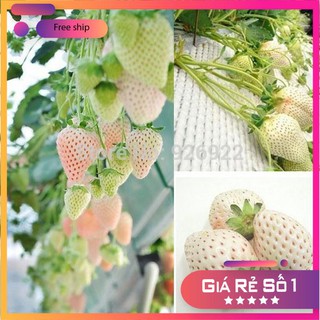 Hạt giống Dâu tây Nhật Trắng kem