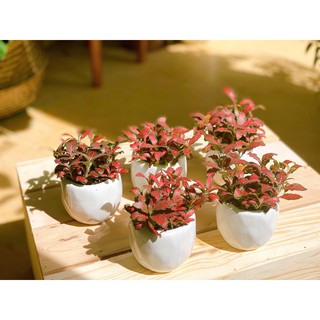 [ Cẩm Nhung Xanh.DdRẻ Đẹp]chưa chậu