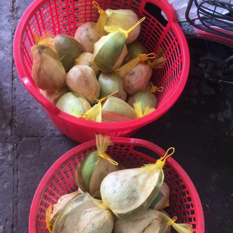 Dừa sáp 170k/1 cây