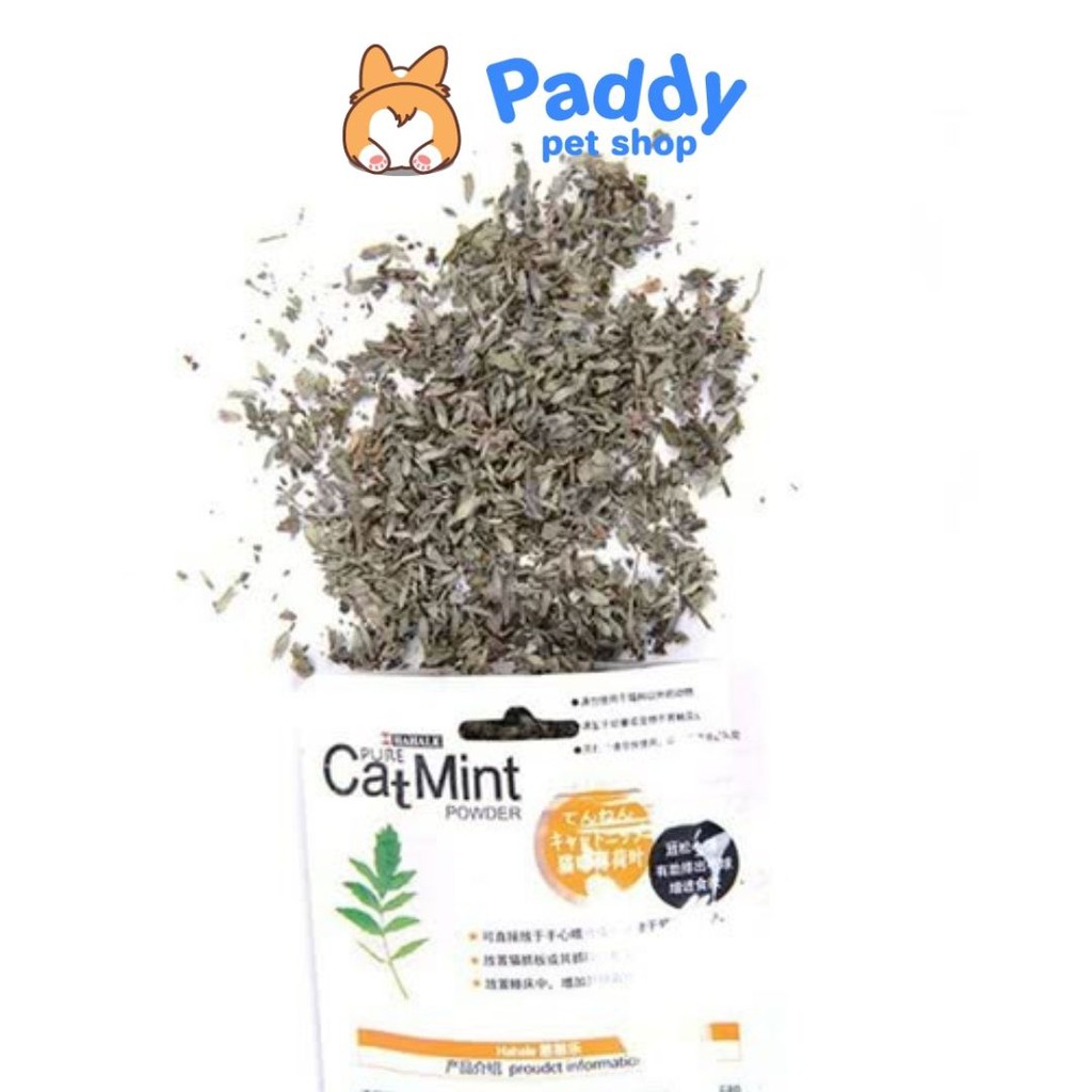 Cỏ Mèo Bạc Gà Cho Mèo Thư Giãn (Catmint/Catnip)