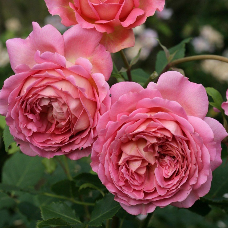 cây hoa hồng Jubilee Celebration rose