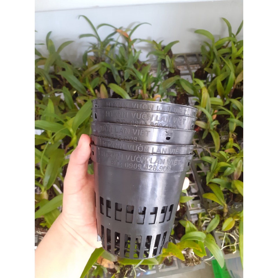 Combo bộ trồng 5 cây pot