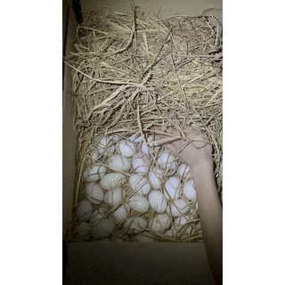 TRỨNG GÀ TA QUÊ từ BẾN TRE