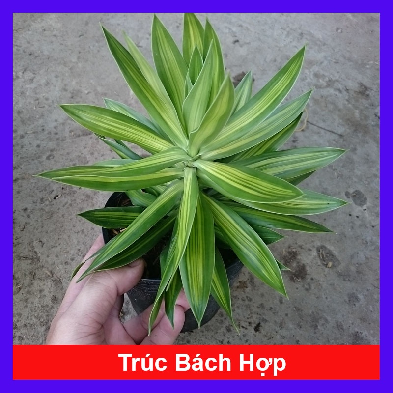 Cây trúc bách hợp - cây cảnh trong nhà - caykiengsadec