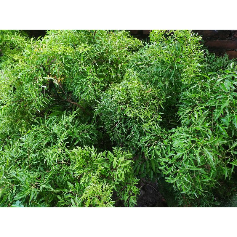 Lá đinh lăng tươi 1 kg