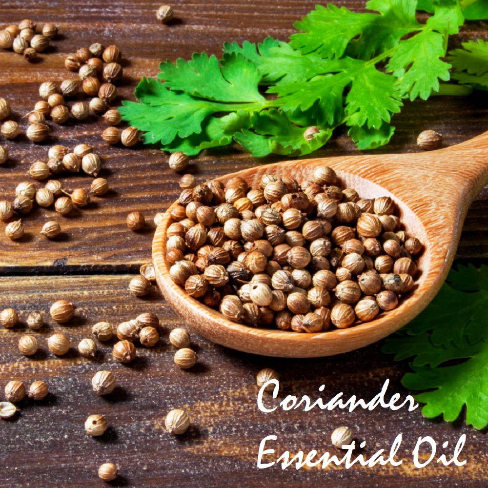 Tinh dầu hạt mùi già Coriander Essential Oil (Ngò rí)