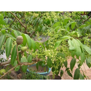 Hạt giống cây ăn trái cóc Thái lùn ( 1 gói 5 hạt )