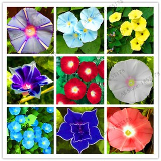 Hạt giống hoa Bìm Bìm tỷ lệ nảy mầm cao, Hạt giống hoa dây leo
