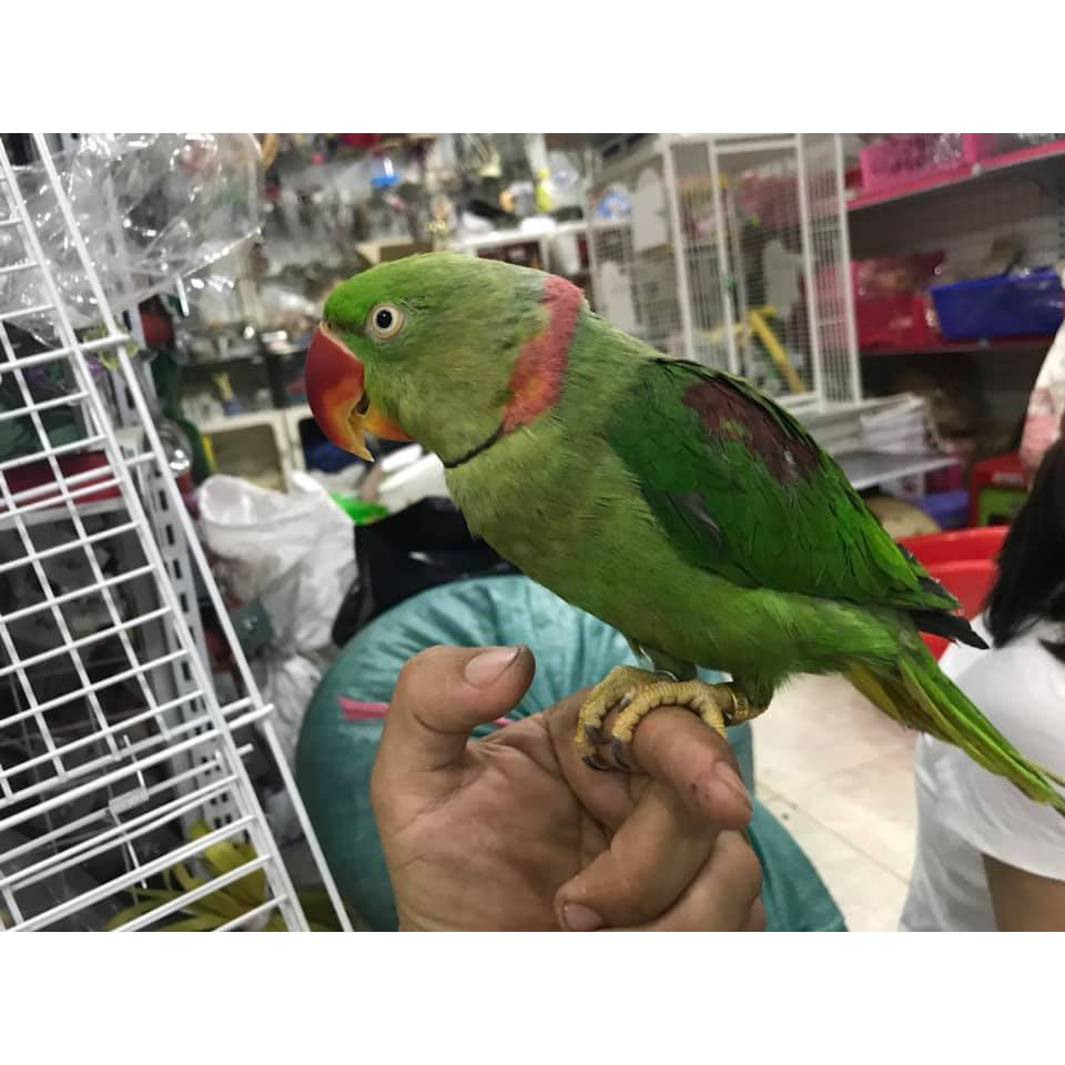 Vòng đeo chân cho chim cảnh có khắc thông tin