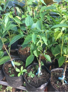 Hoa Hoàng Lan ( Bông Chúa)