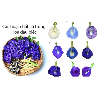 sỉ 1 ký hoa đậu biếc