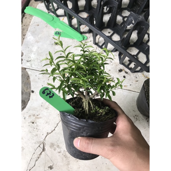 Mai chiếu thuỷ bonsai mini