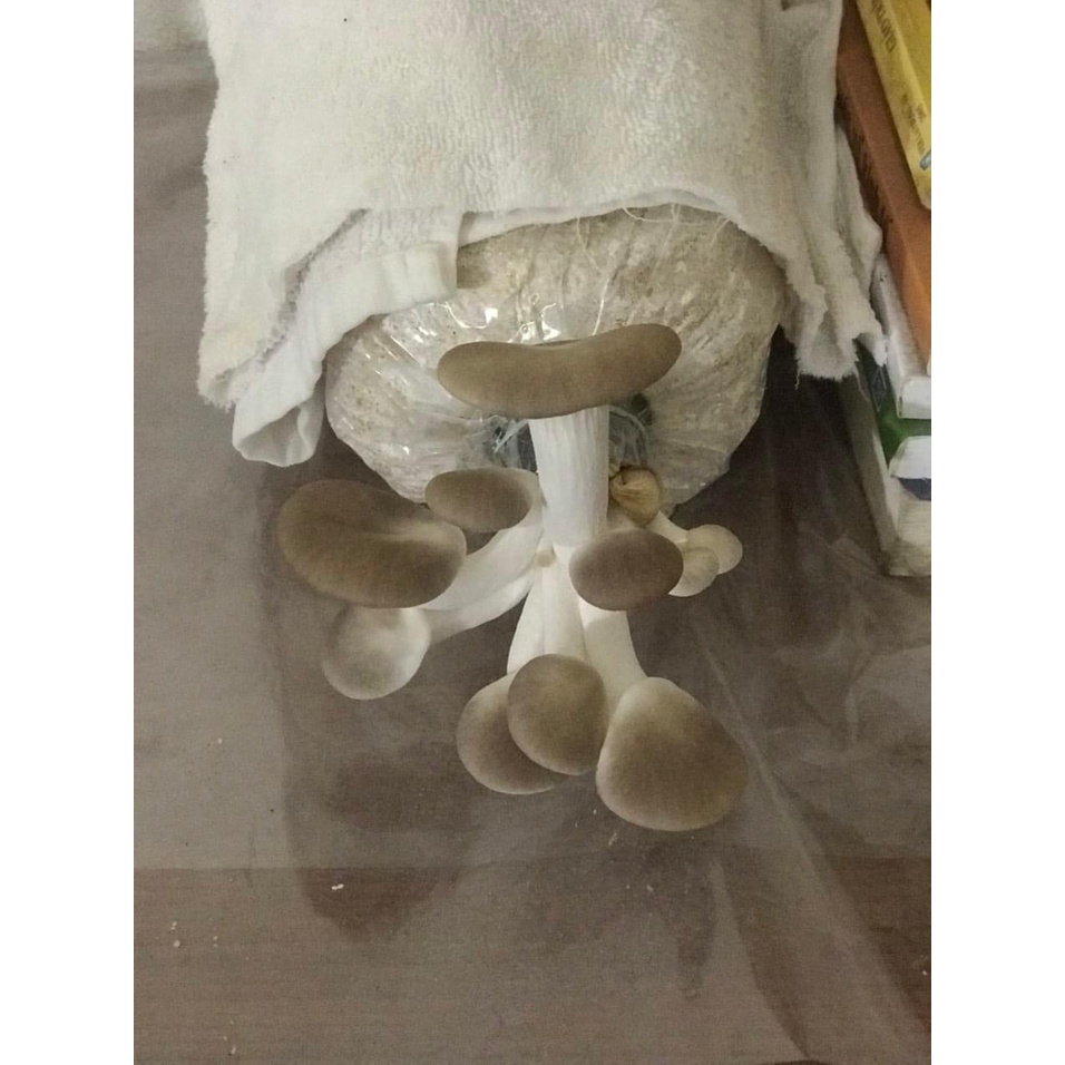 Phôi nấm Bào ngư xám