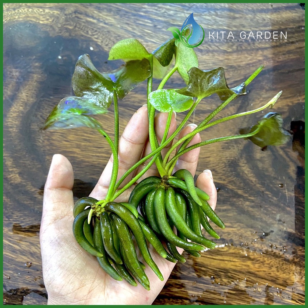Cây Trang Chuối| Cây Thủy Sinh dễ trong| Cây Thủy Sinh không Co2