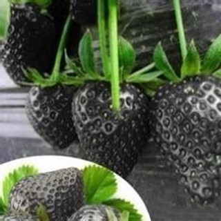 Hạt giống dâu tây đen giá rẻ
