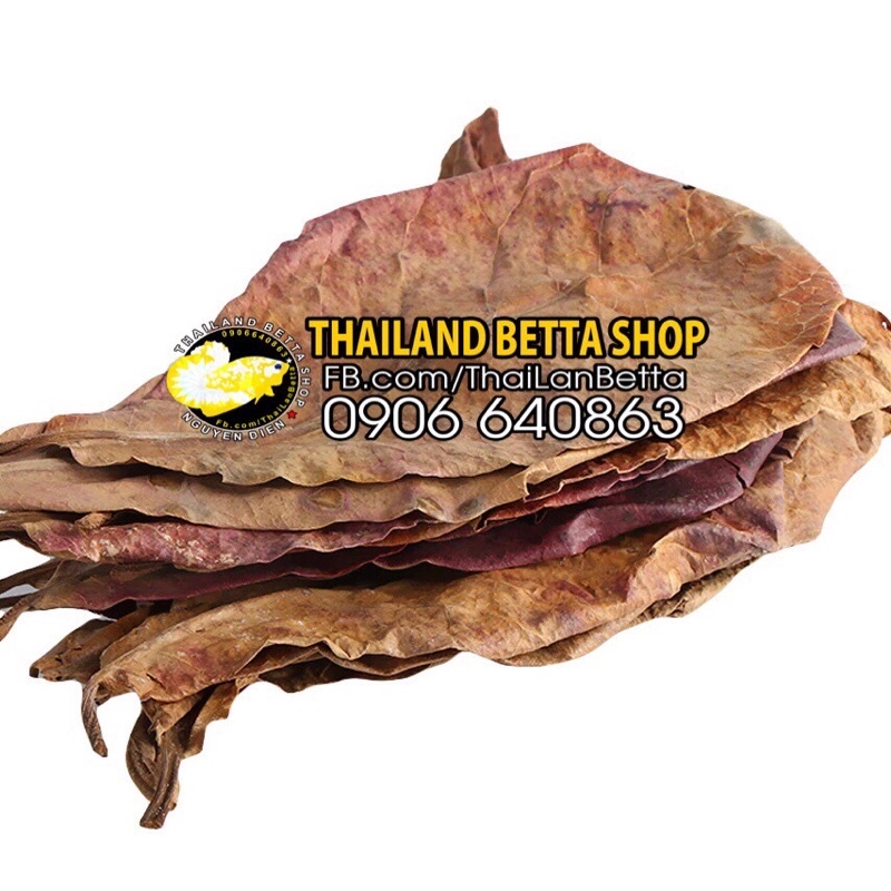 20  LÁ BÀNG KHÔ DÙNG CHO CÁ CẢNH BETTA, GUPPY, RỒNG, DĨA...