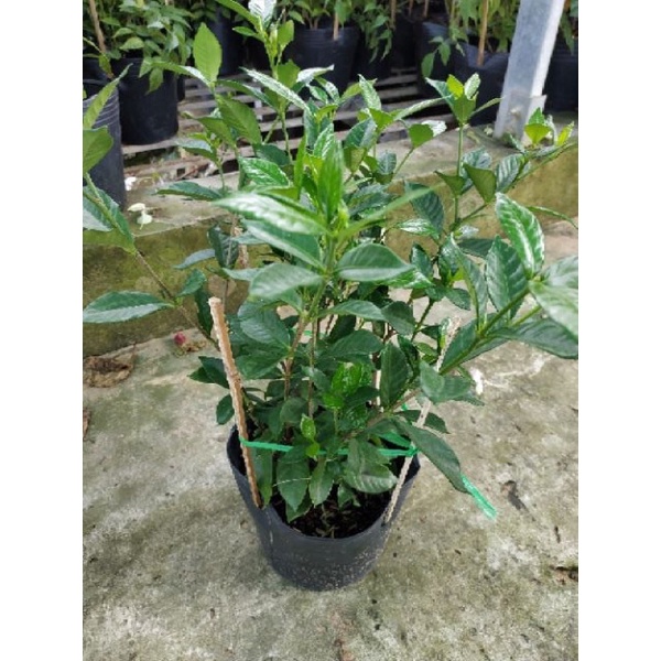 dành dành(lài tiểu thư)cây đang nụ như hình 1