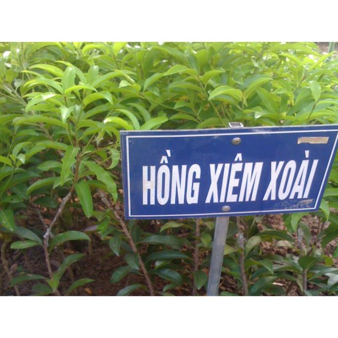 Cây hồng xiêm xoài