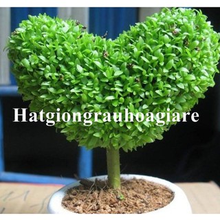 Hạt giống Cỏ May Mắn tặng kèm kích mầm