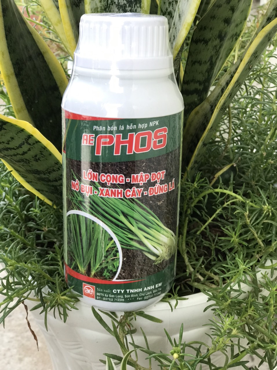 nở bụi hành AE PHOS 500ML [Có sẵn] [Chính hãng] [Ảnh thật] | BigBuy360 - bigbuy360.vn