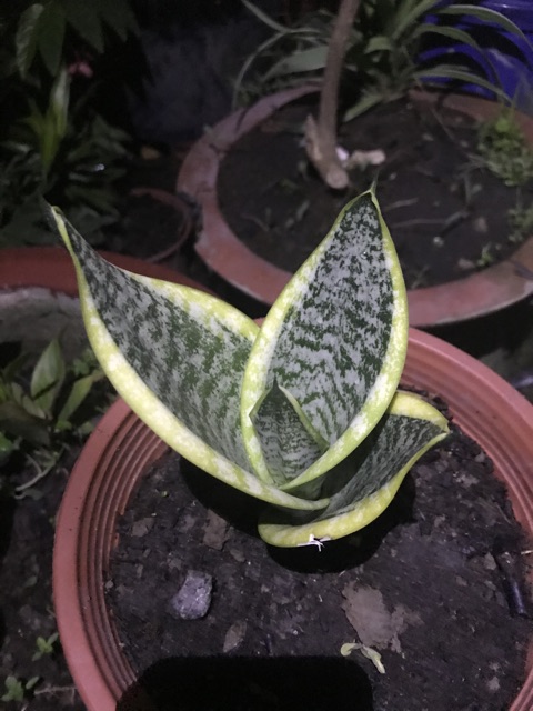 Cây lưỡi hổ - Size để bàn, bầu đất