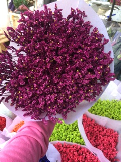Hoa sao nhuộm màu