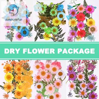 Hoa Ép Khô Dùng Để Trang Trí Diy