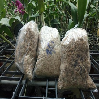 Dớn mềm trồng lan bịch 100g