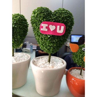 Cây cảnh Cây may mắn trái tim