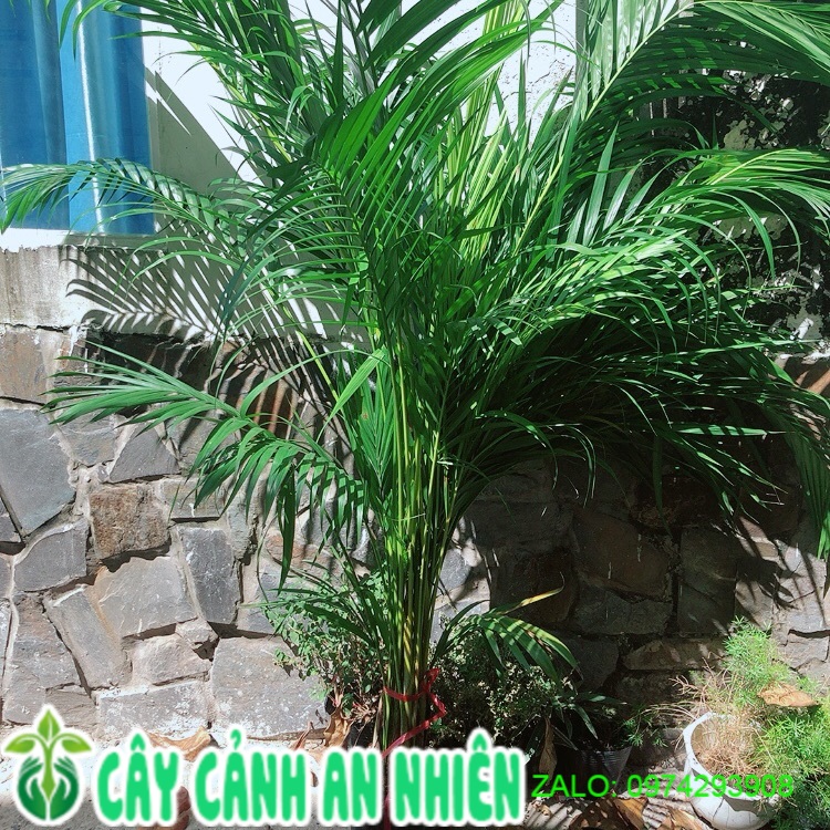 Cây Cau Kiểng Cao 1m3-1m5