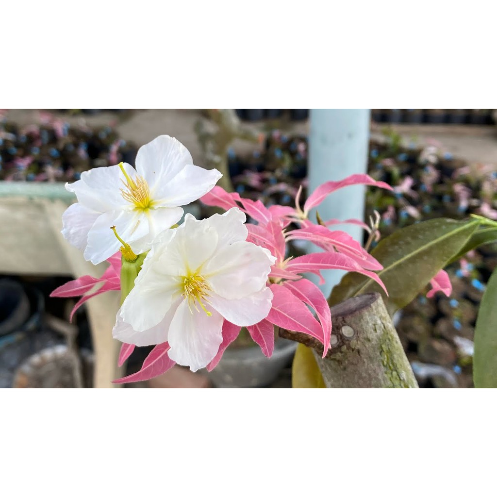 5 Hạt Giống Bạch mai đọt hồng F1 Siêu Hoa