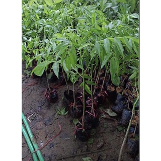 Cây giống Cóc Thái 6 Tháng Ra Quả Cao 70-80cm (Video Ảnh Thật)