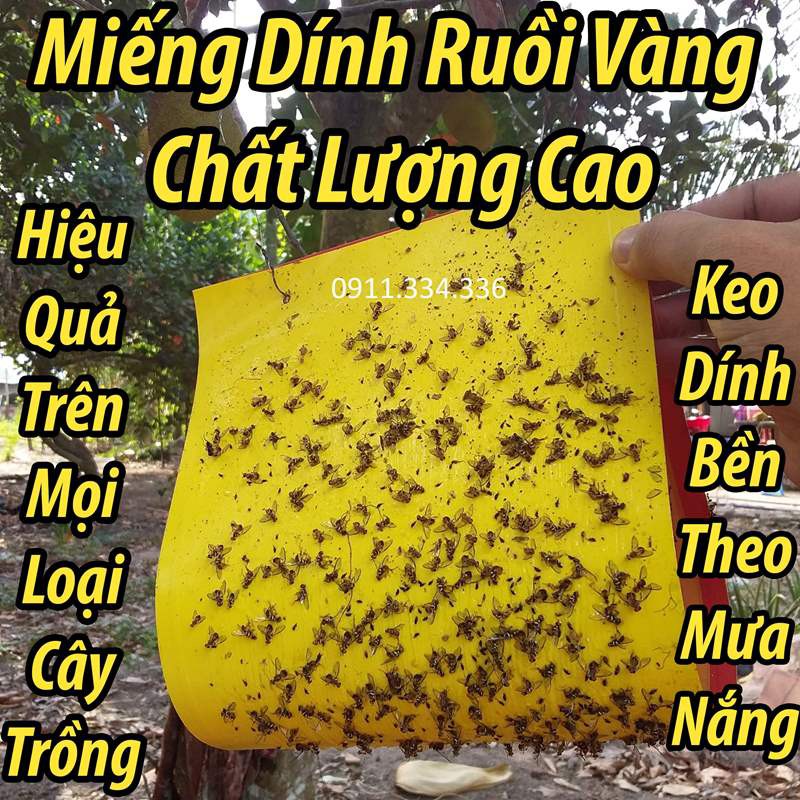 Miếng bẫy ruồi vàng, sâu bọ dùng cho vườn lan, cây ăn trái