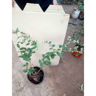 việt quất tứ quý đang sẵn trái