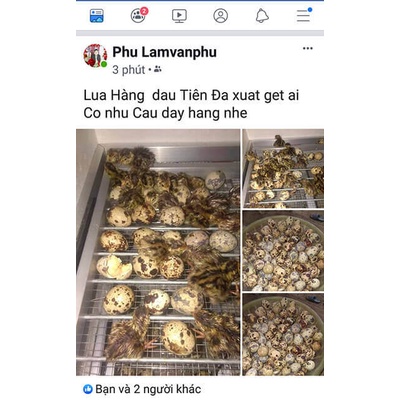 Máy Ấp 60 Trứng Thùng Xốp
